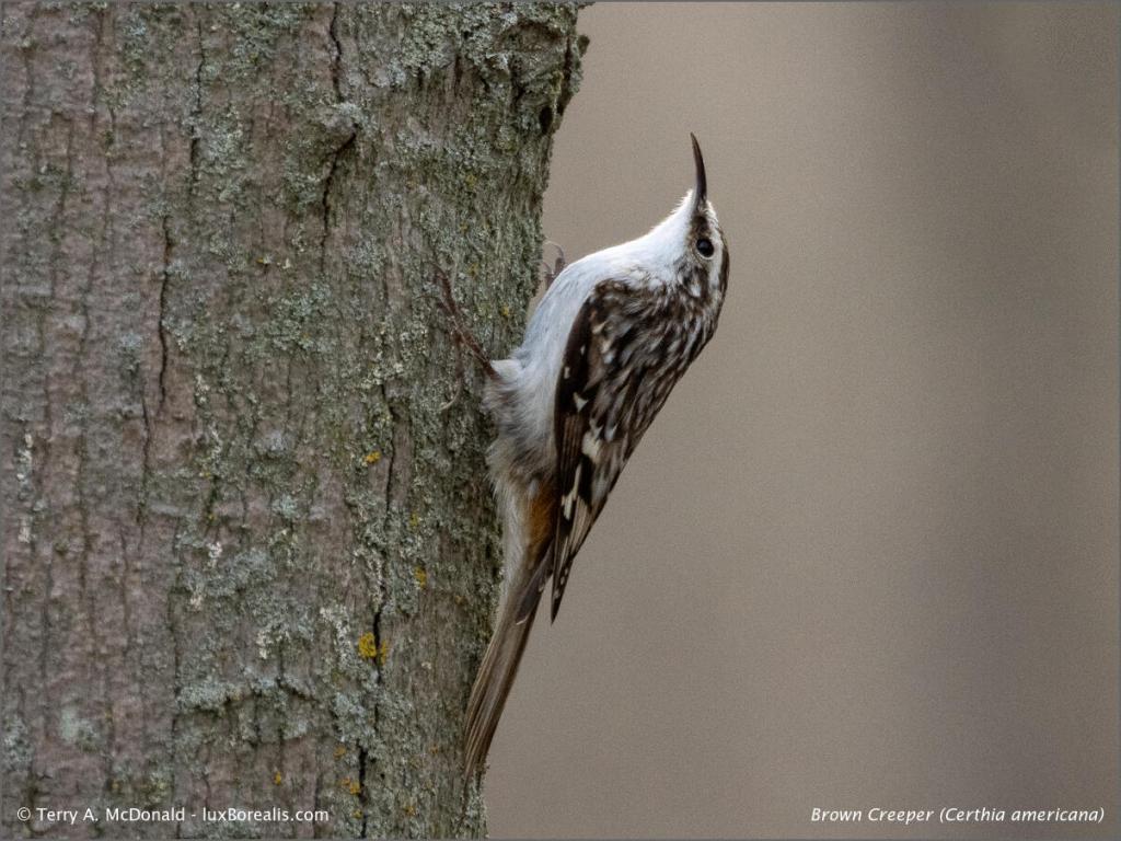 Brown Creeper (Certhia americana), The Arboretum, University of Guelph, Ontario
OM-1 w/100-400mm ƒ5.0-6.3 @ 400mm; ƒ6.3 @ 1/800; ISO3200; EV-⅔
Other than the jpeg artefacts from the conversion and downsizing, the noise visible at 200% is simply not in this image. Below is a 100% crop of the same ORF as processed in Lightroom.
